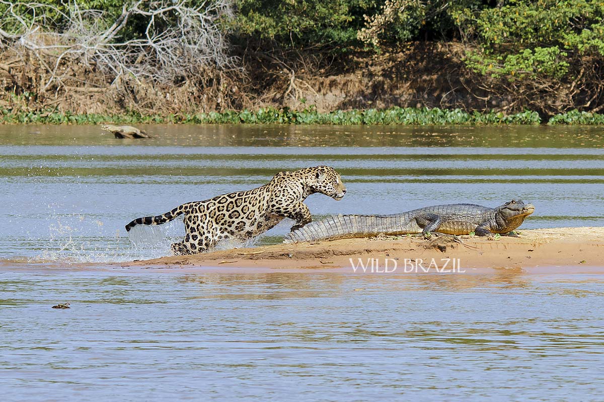 pantanal jaguar photo safaris