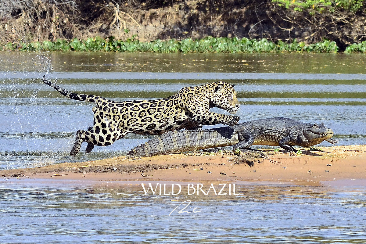 pantanal safaris