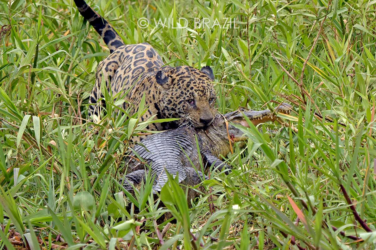 pantanal jaguar photography