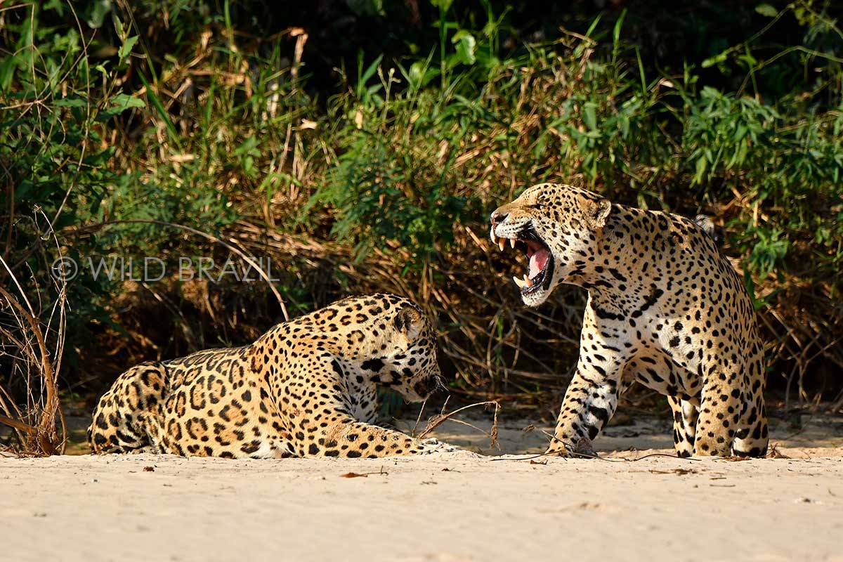 best jaguar photo safaris